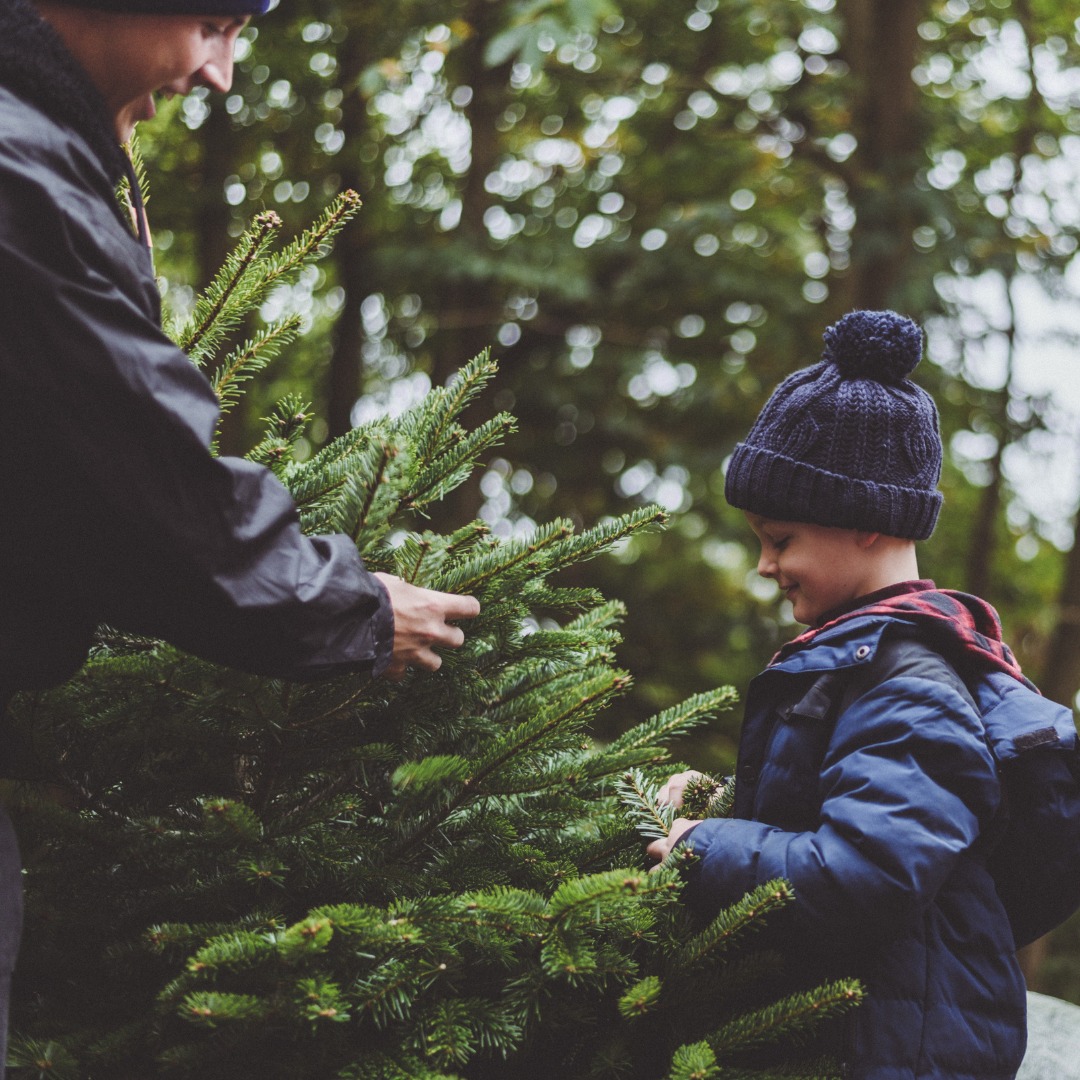 Clickmas Trees - Home