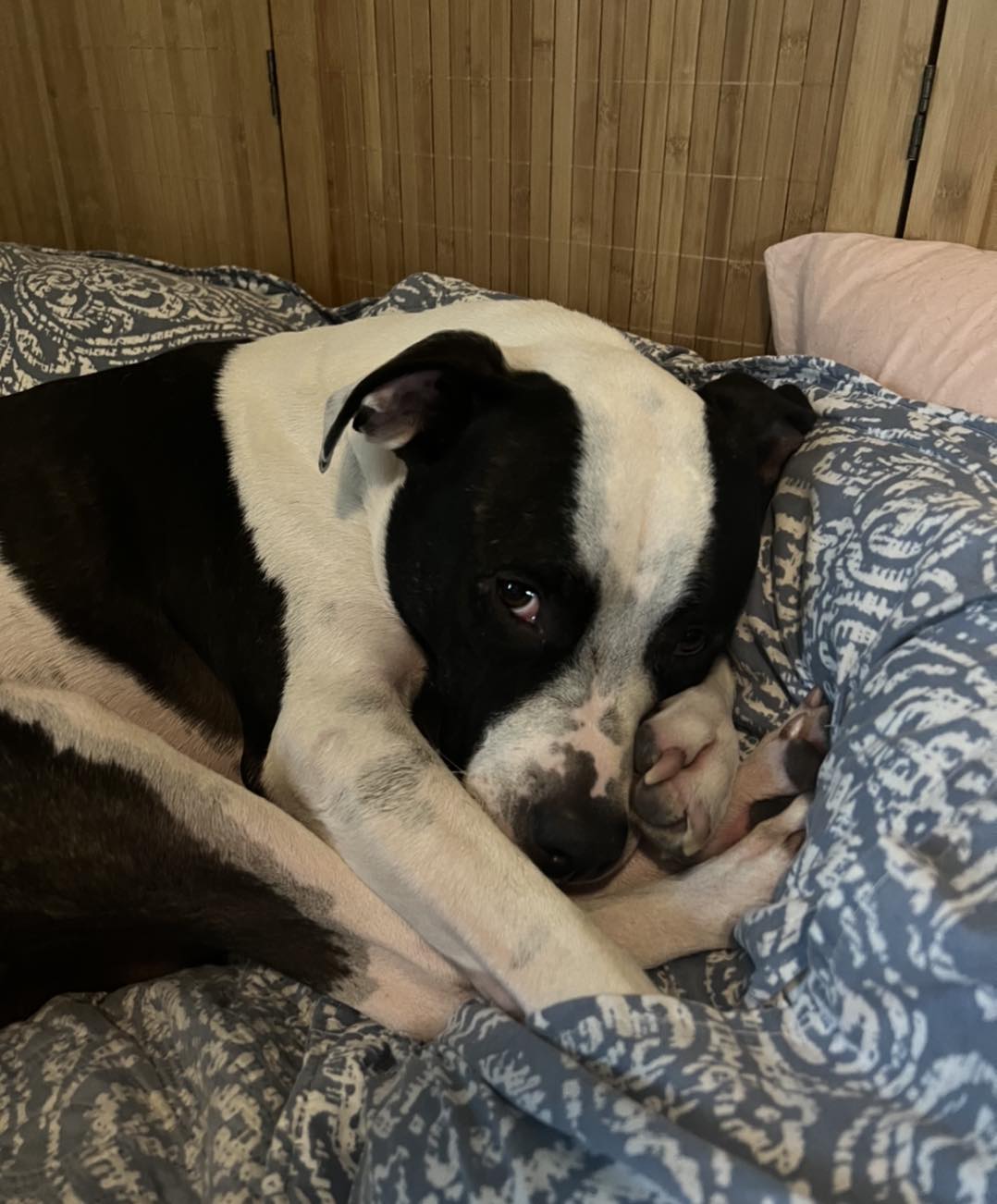 What A Pitty - Happy 4th Adoptaversary to Poe!!!...