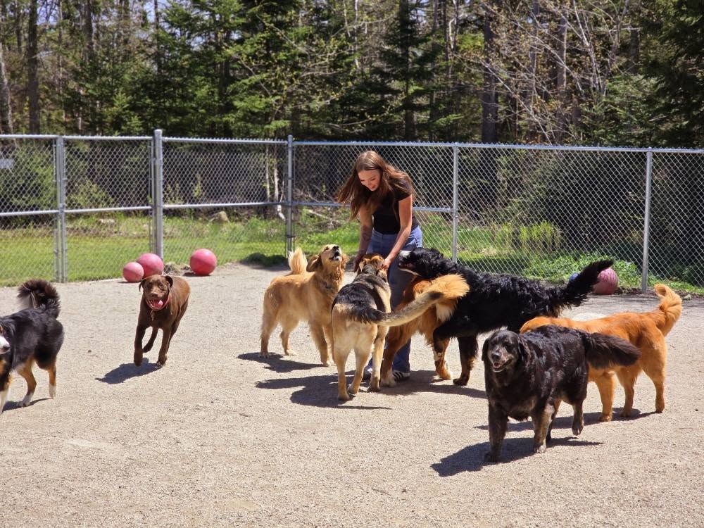 Shore Dogs Dog Walking added a... - Shore Dogs Dog Walking