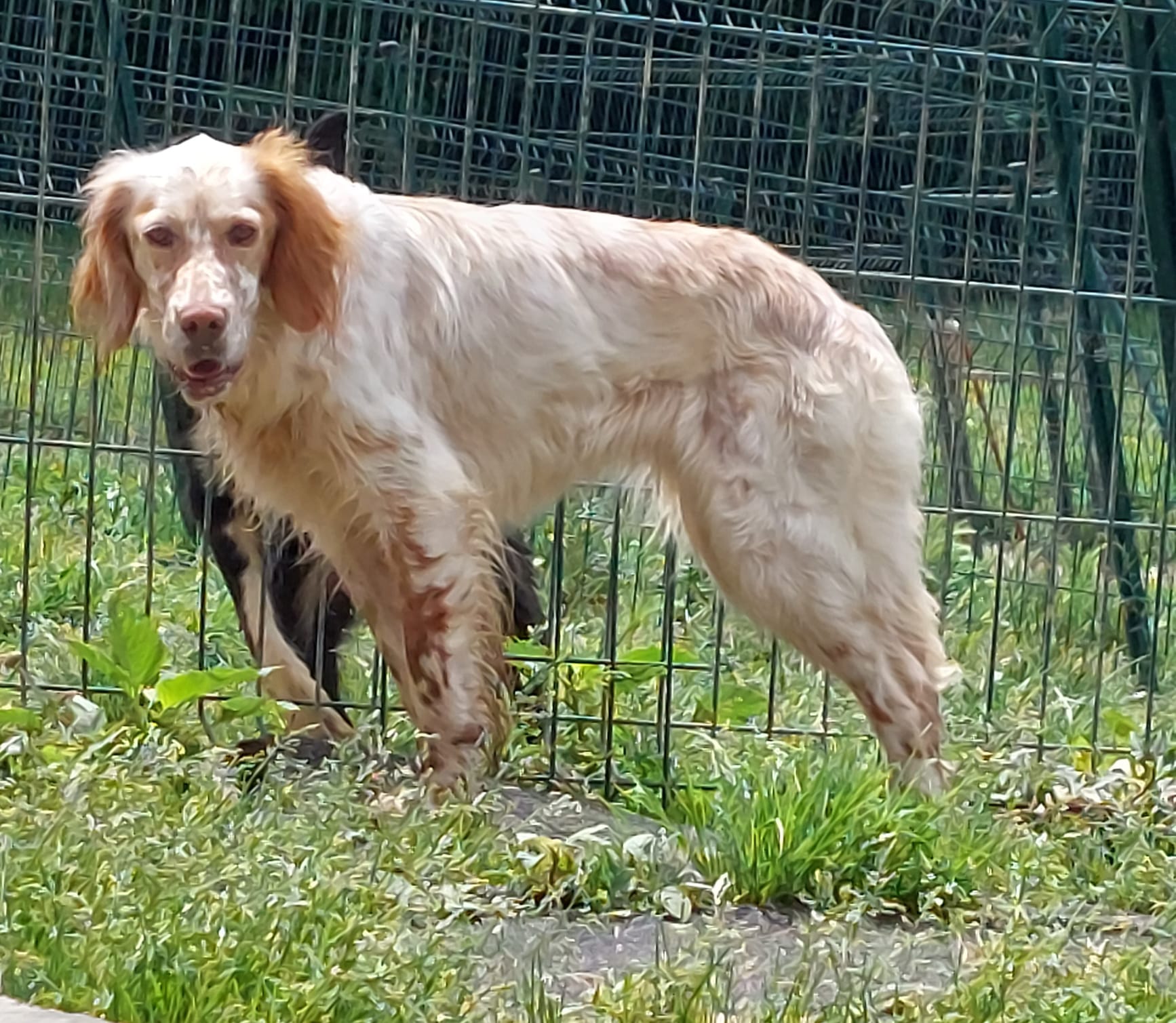 LAST NIGHT IN SPAIN NIKA und... - Setter Rescue Germany