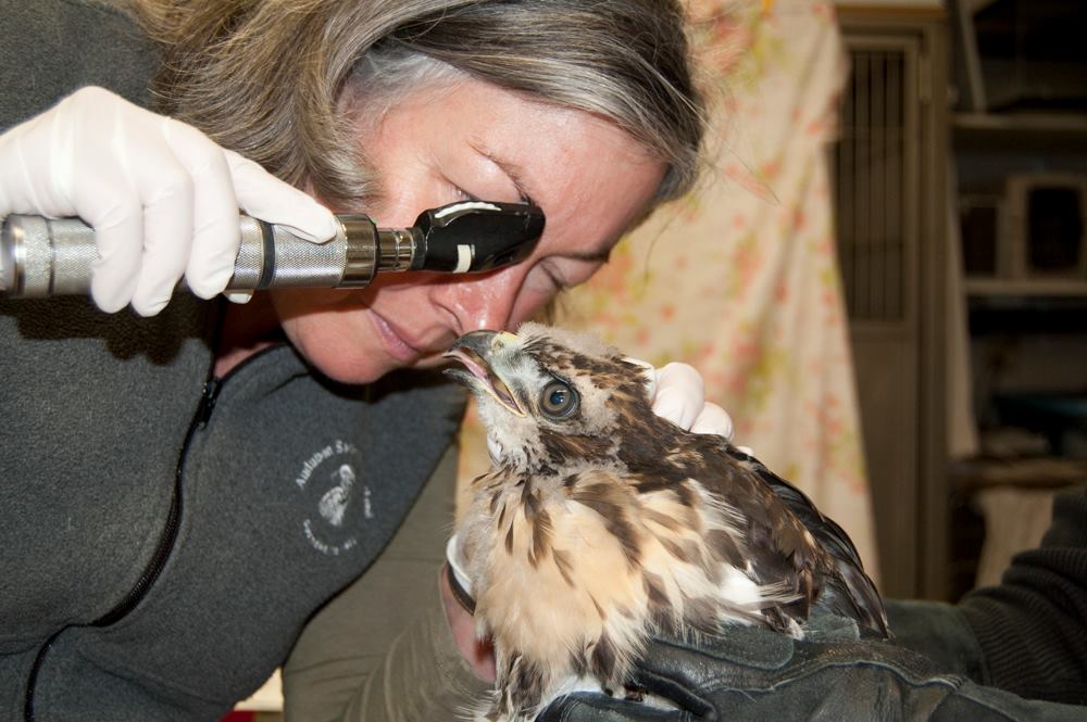 KGW-Audubon Raptor Cam