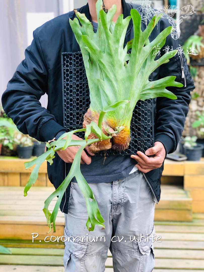 P.coronarium cv.white (捲皇） 由泰國知名培育家Tonkla所培育出的