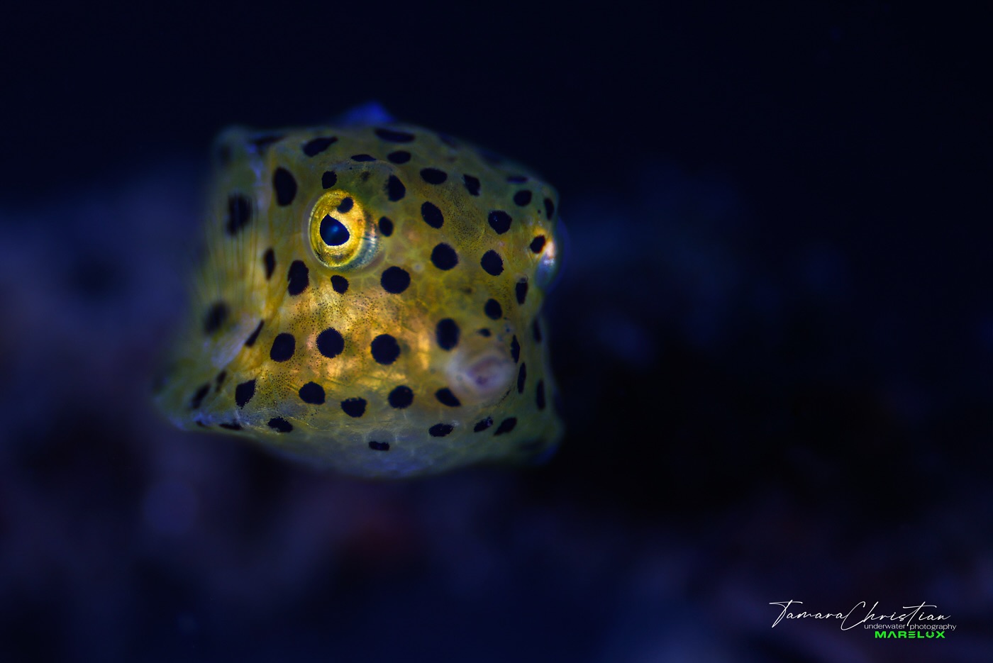 Taken - Sweet juvenile box fish bopping along near a piece of rope on a ...