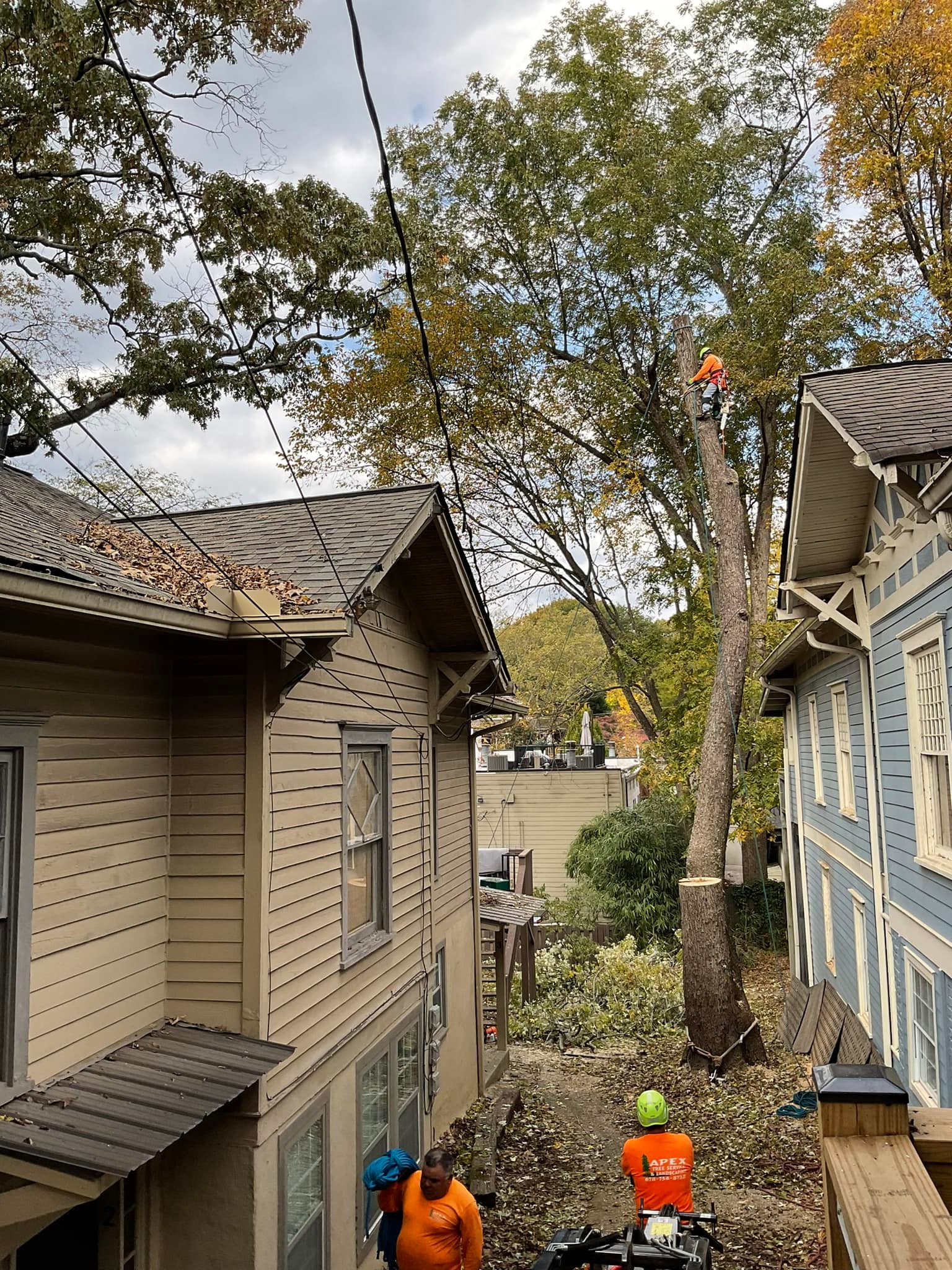 Apex Tree Service, Inc. | Lawrenceville GA