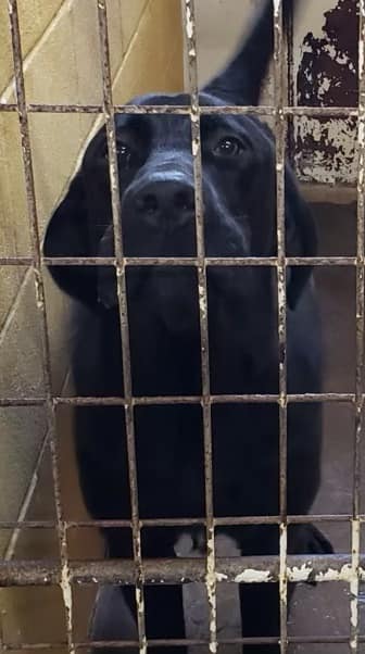 ‼️ Needs a Foster ‼️ Max - This... - Heartland Lab Rescue | Facebook