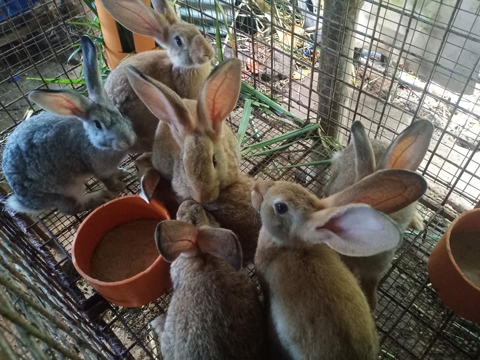 Romneth Rabbitry Bulacan | Pulilan