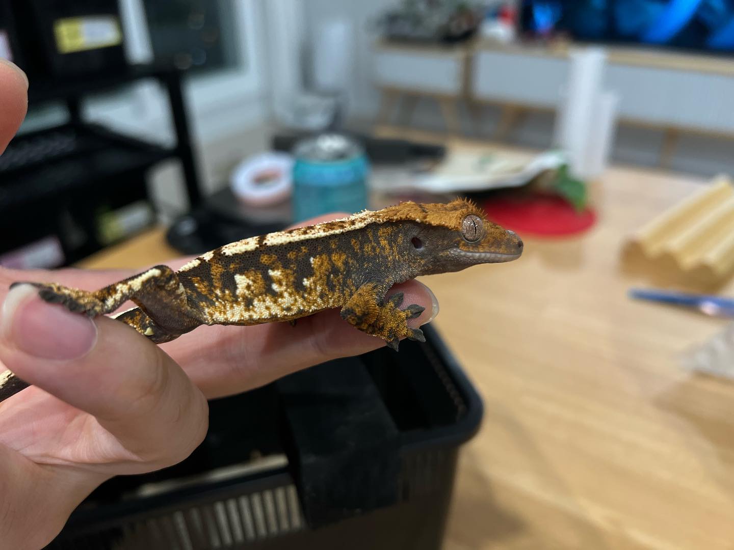 Crebus - 크레스티드게코 crestedgecko 럭키드래곤-크레버스 부산-파리 후대 두꺼운... | Facebook