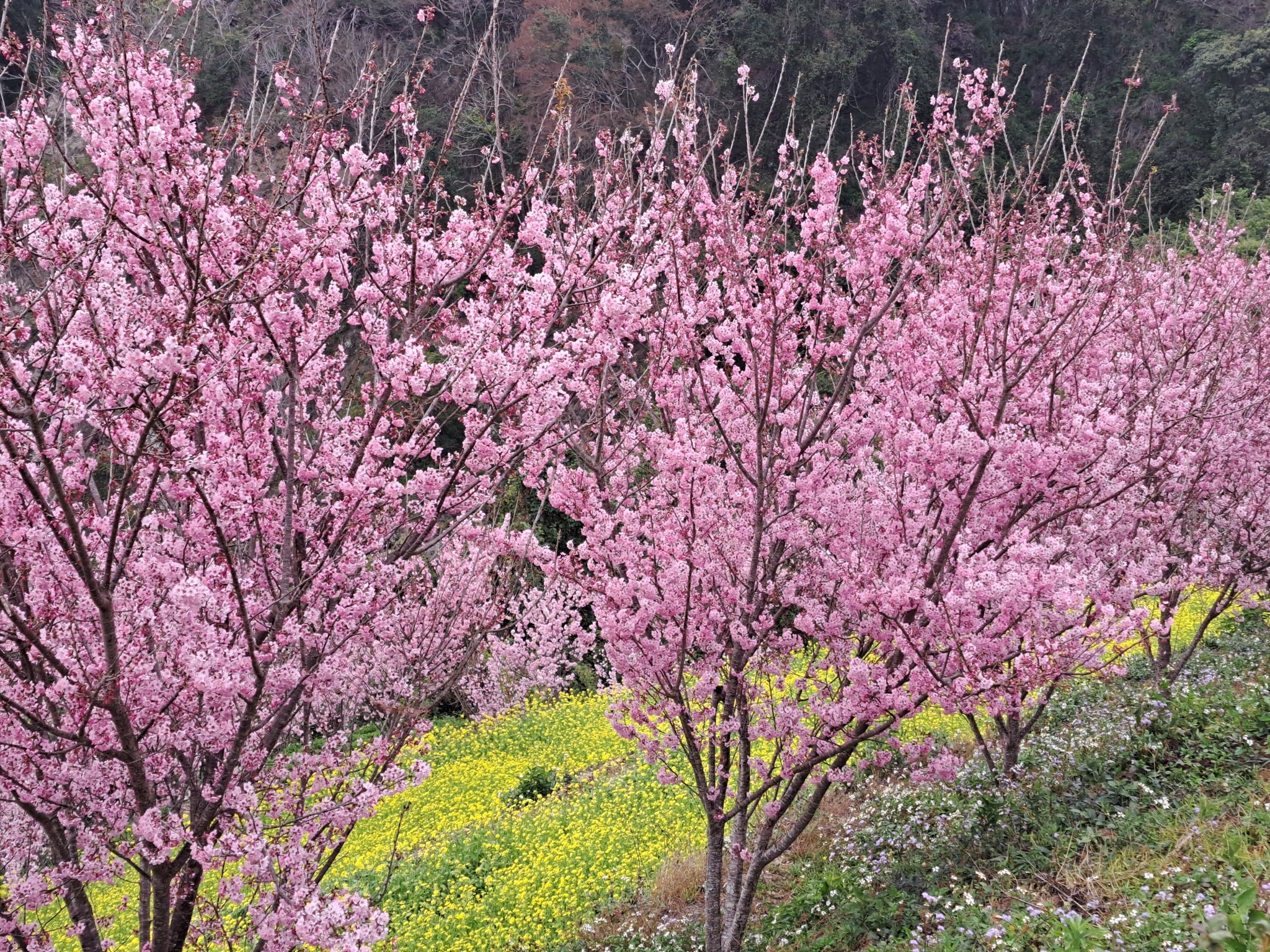 非比露營區 | Nantou