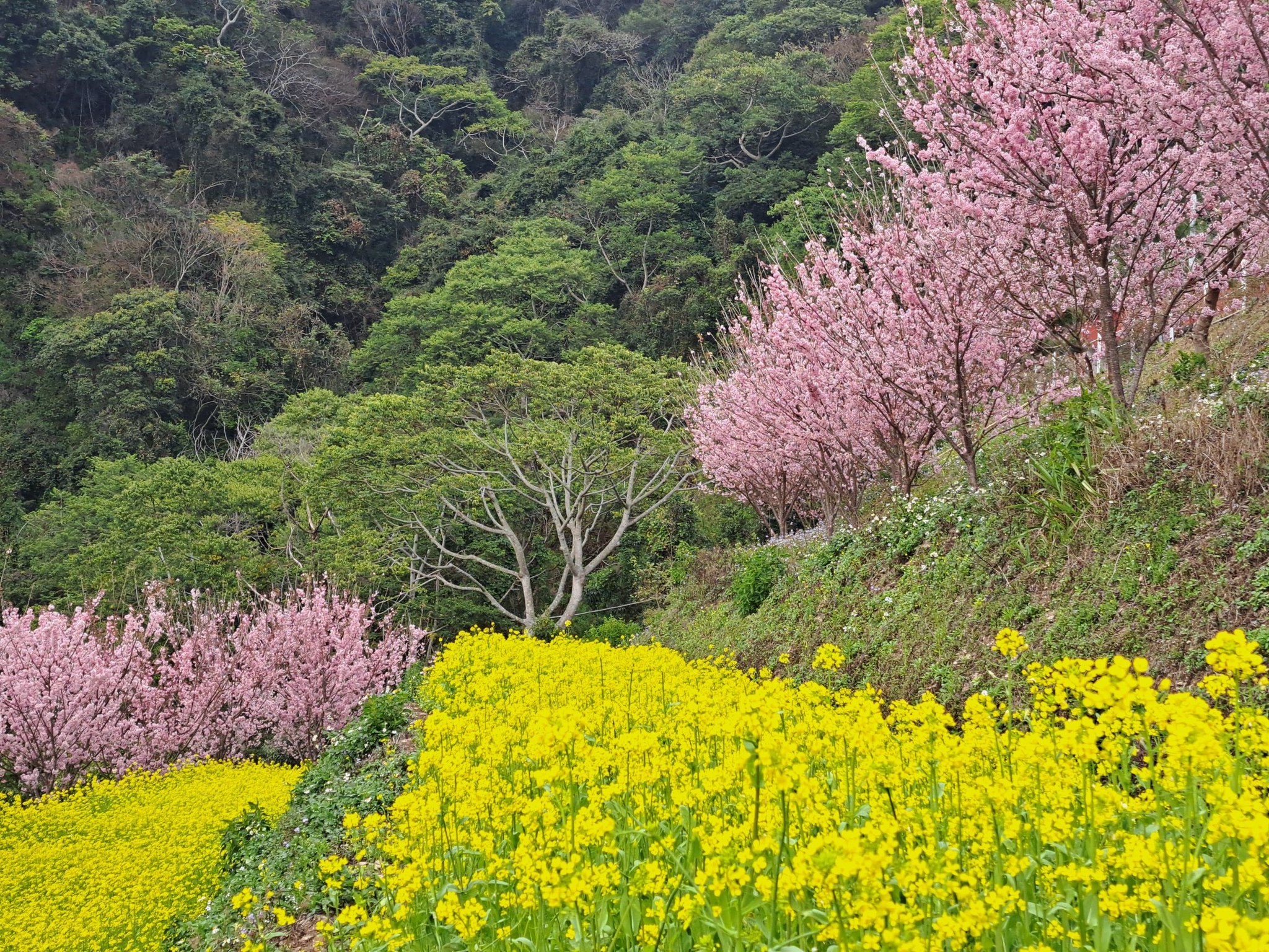 非比露營區 | Nantou