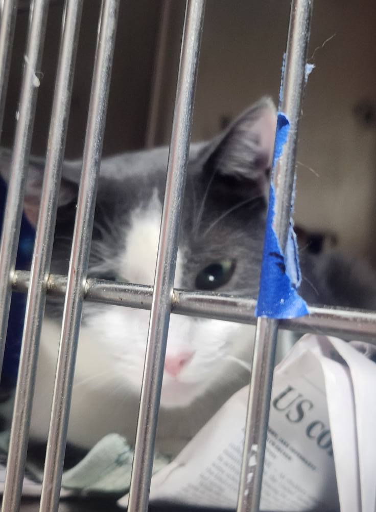 TNR- TRAP, Neuter, Return, feral cat program