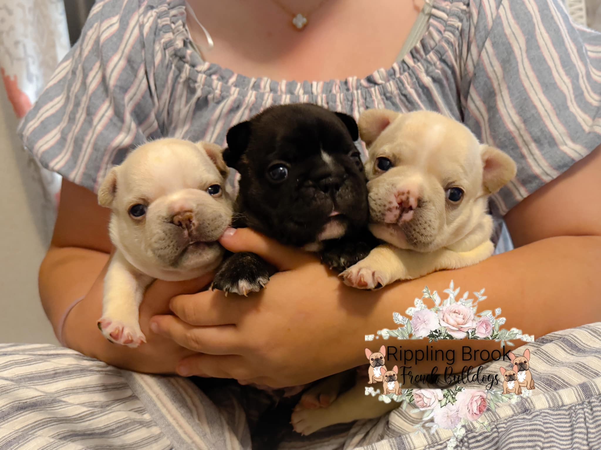 Rippling Brook French Bulldogs | Strunk KY