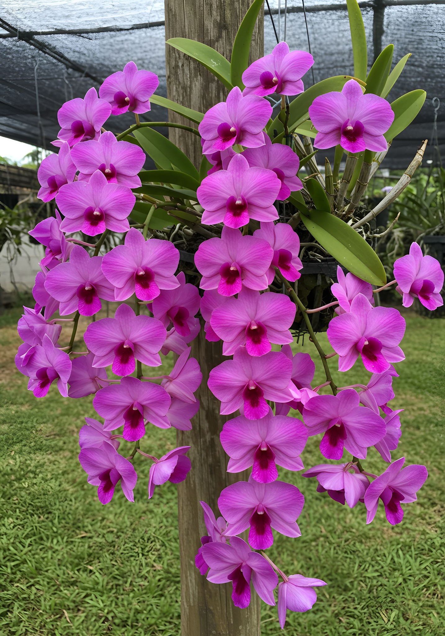 Dendrobium Pink Glow orchid hybrid