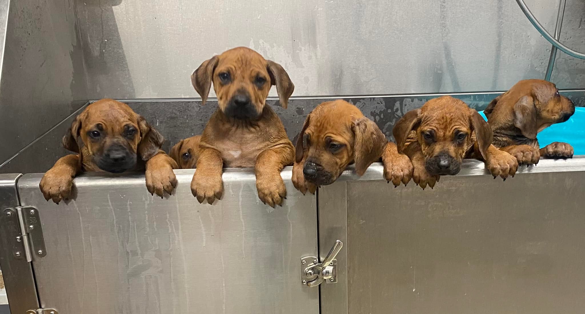 Black Powder Rhodesian Ridgebacks