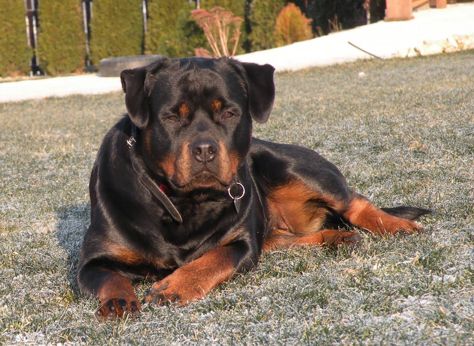 Valarti Rottweiler Kennel | Zaskale