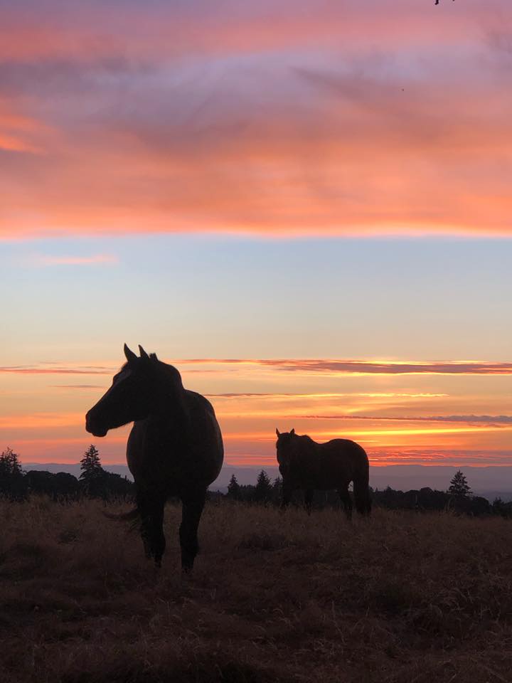 Avalon Equestrian Center at Rasmussen Ranch | Silverton OR