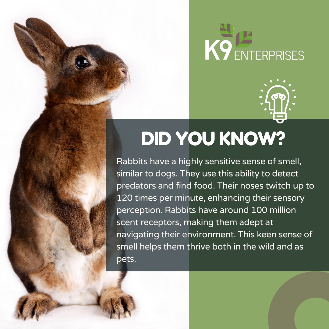🐰 Did you know? Rabbits have a... - K9 Enterprises Limited | Facebook