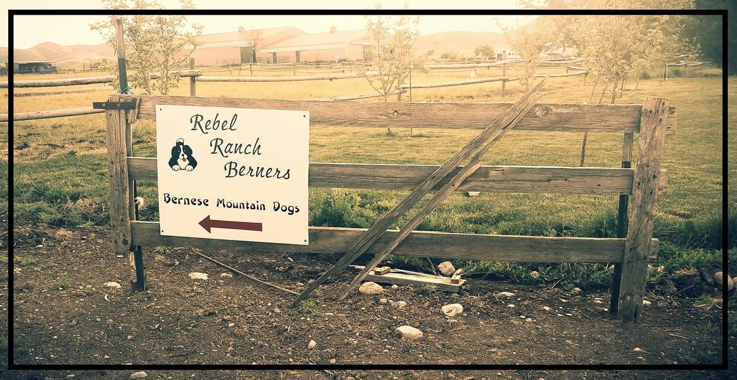 Rebel Ranch Berners
