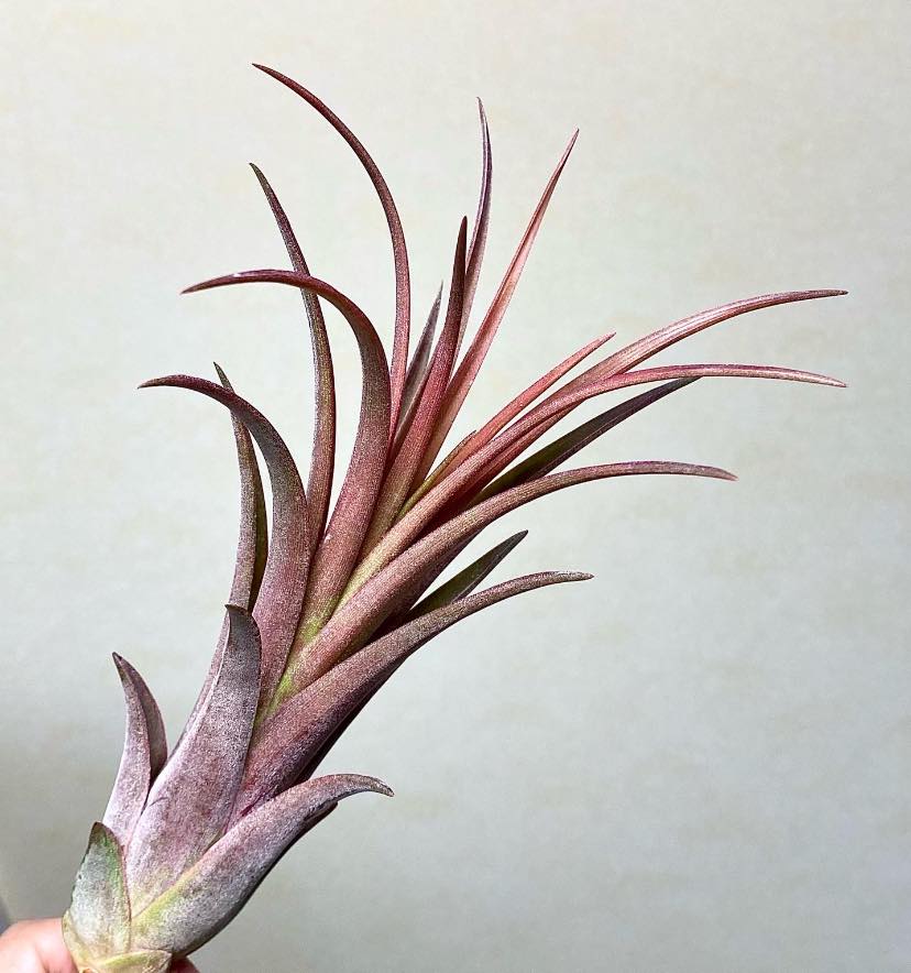 Tillandsia ionantha 'Ron' × streptophylla Red (Belize Form 8262