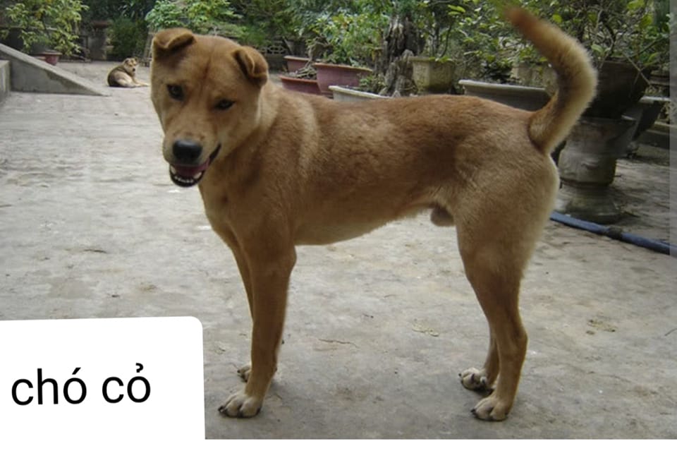 Hội NUÔI CHÓ CỎ ,CHÓ TA. | Facebook