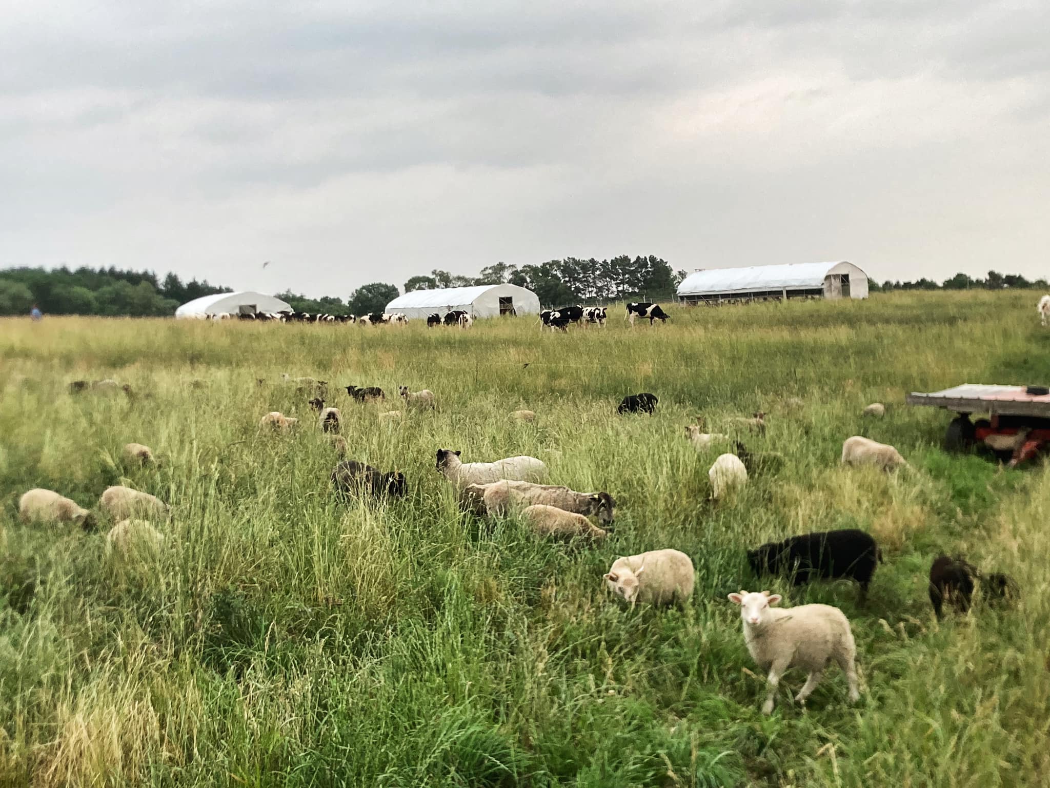 Three - We use a “leader-follower” system on our farm. Sheep, cows ...