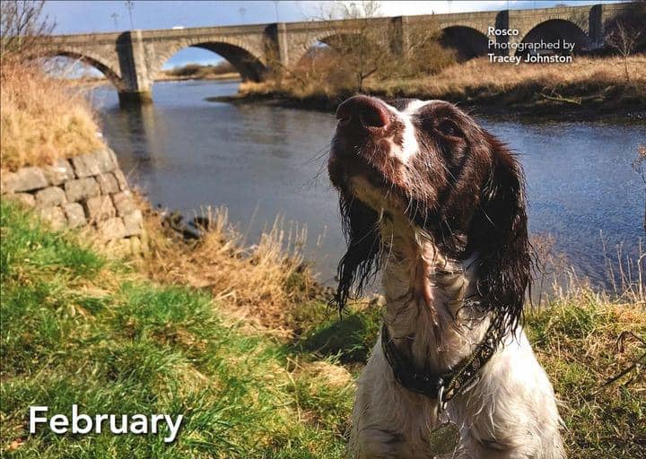 Another little sneak... - Springer Rescue for Scotland
