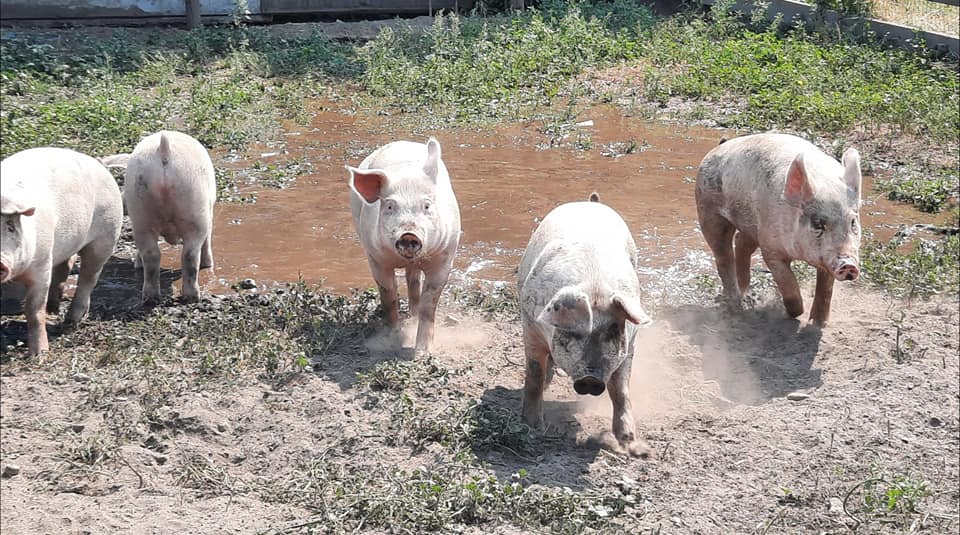 Spoiled Rotten Ranch | Clearwater BC