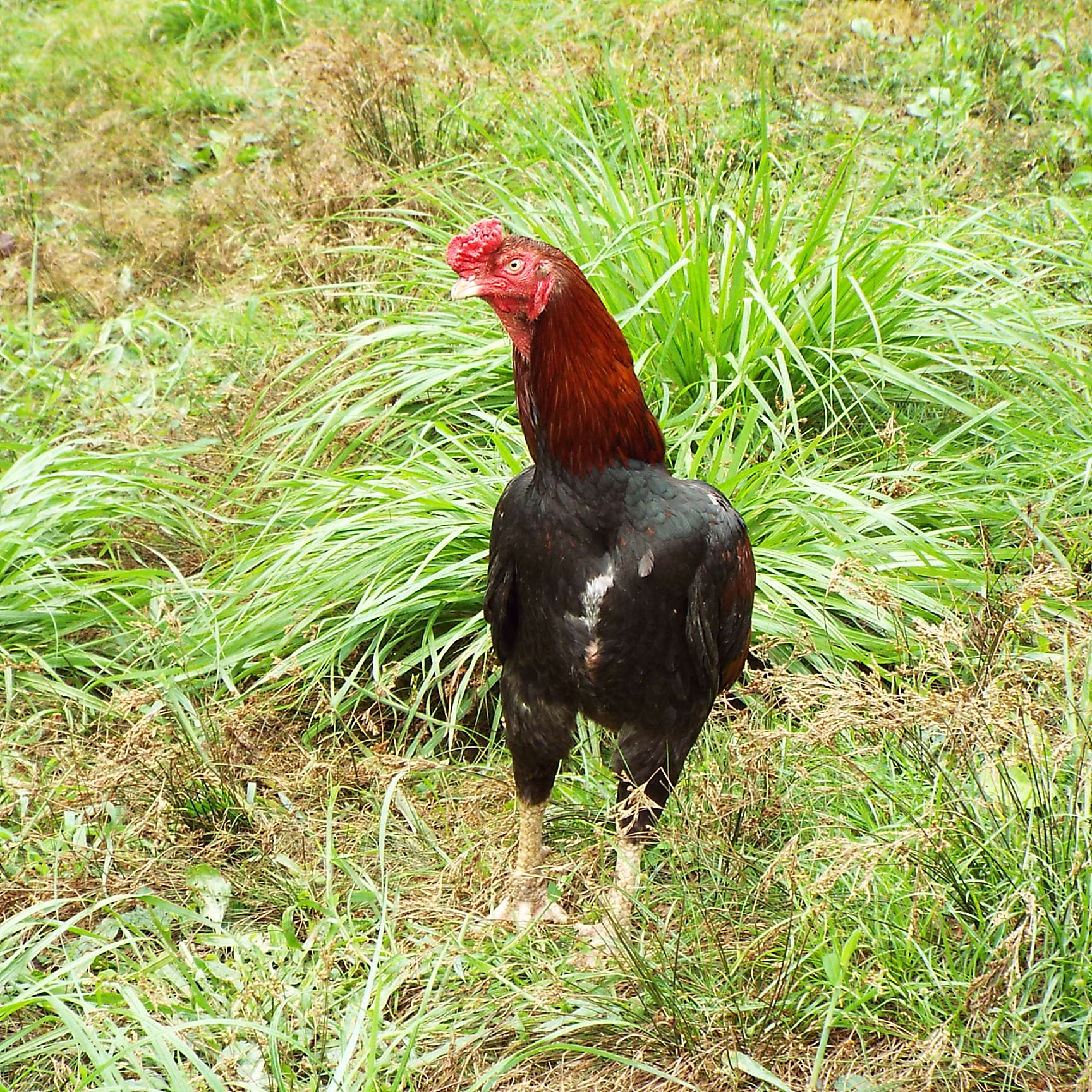 Gallus Japan株式会社 種鶏業務 「地鶏」の雛・種卵・成鶏 販売 - 岡山大学にて、地鶏事業についてお話しする機会を頂きました ...
