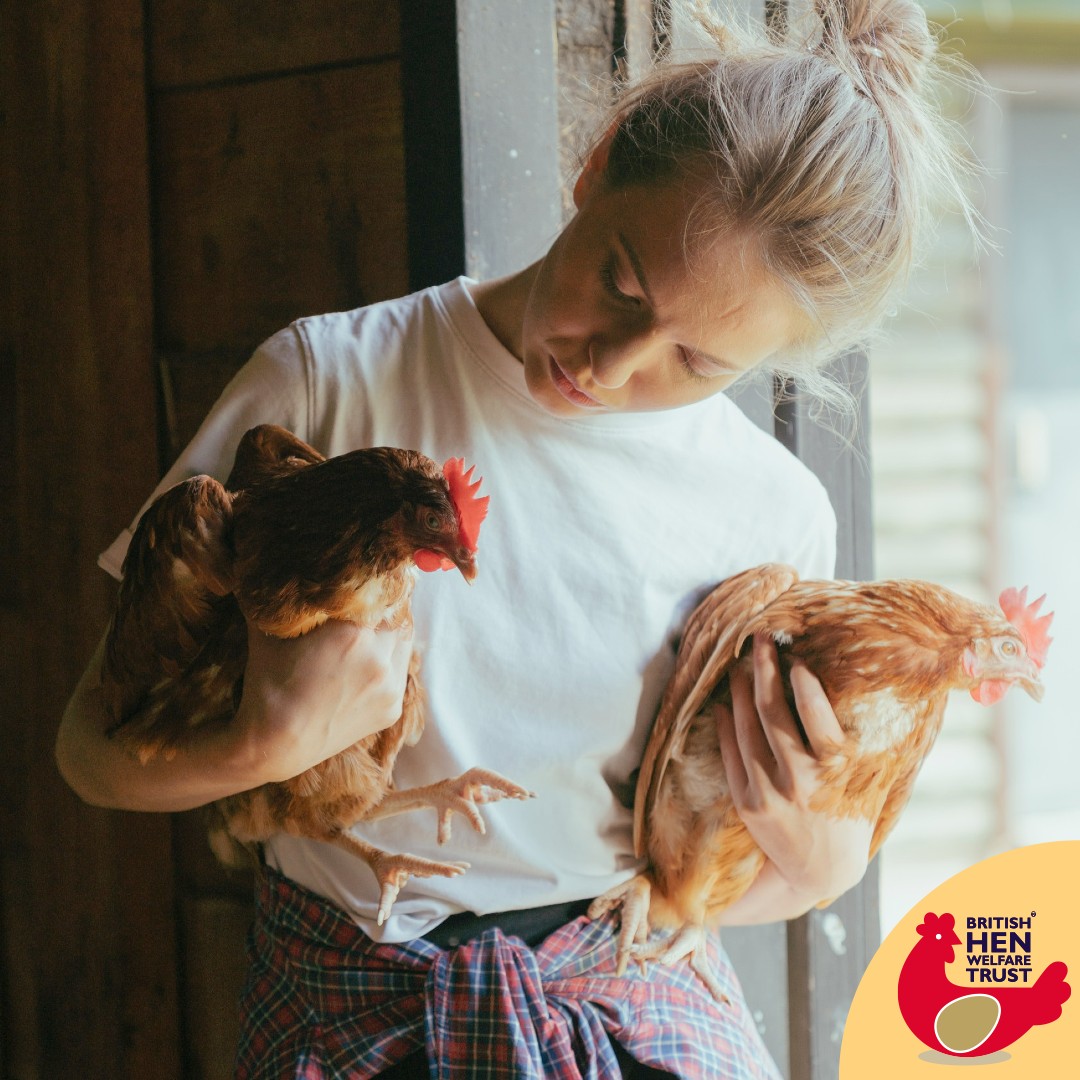 British - Have you had a special hen that has passed over the rainbow ...