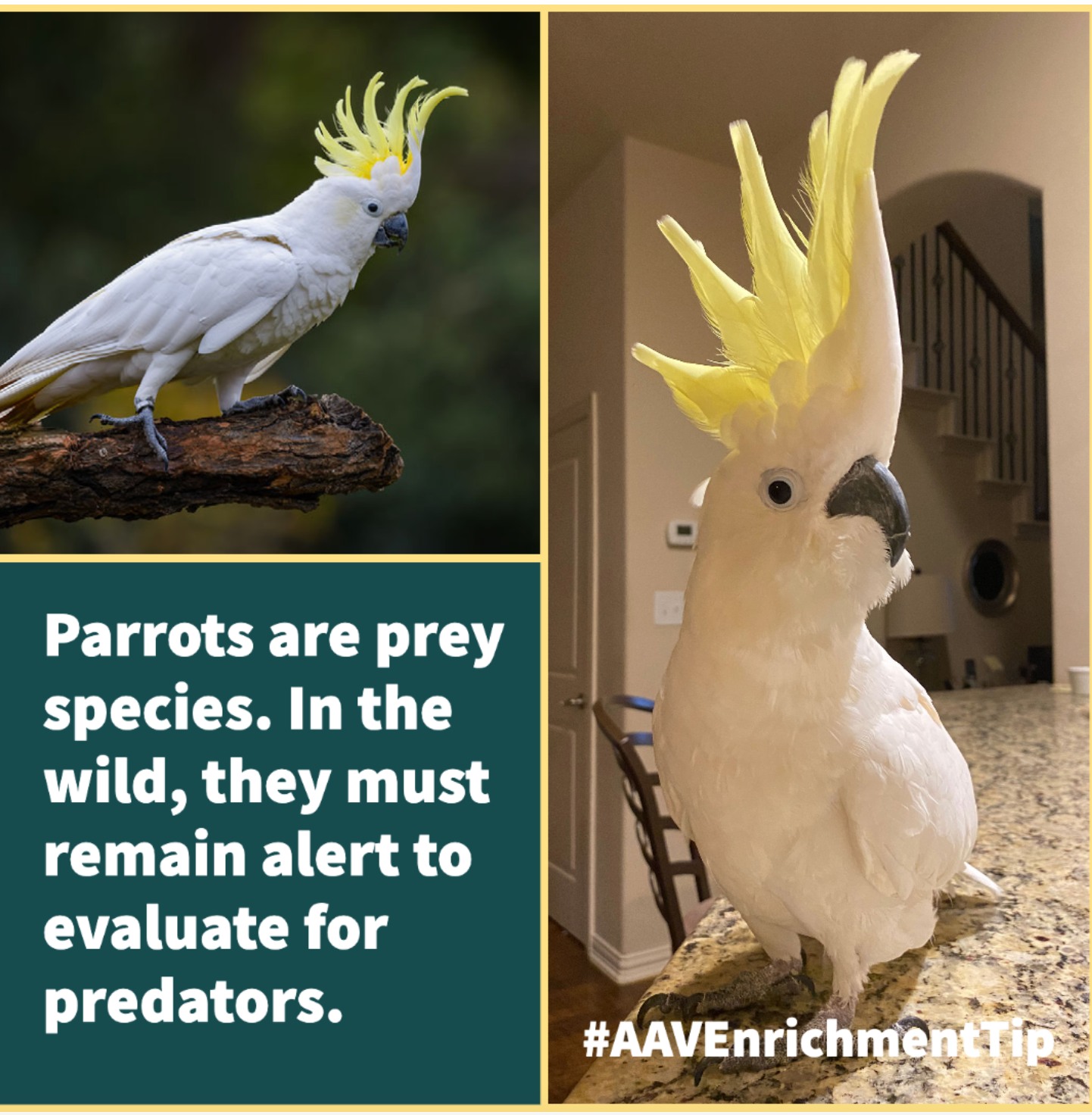 Harrison's - Parrots are prey species. In the wild, they must remain ...