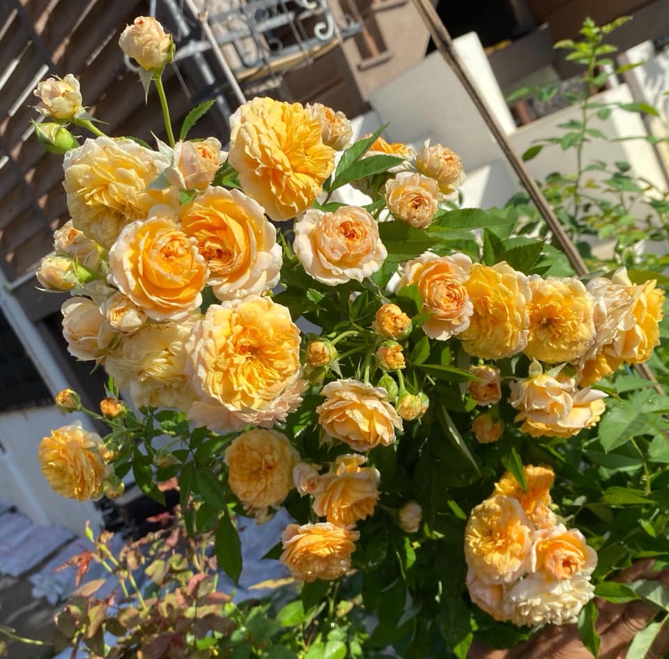 Nisa Roses - Kedah Stockist for Zety Roses | Alor Setar