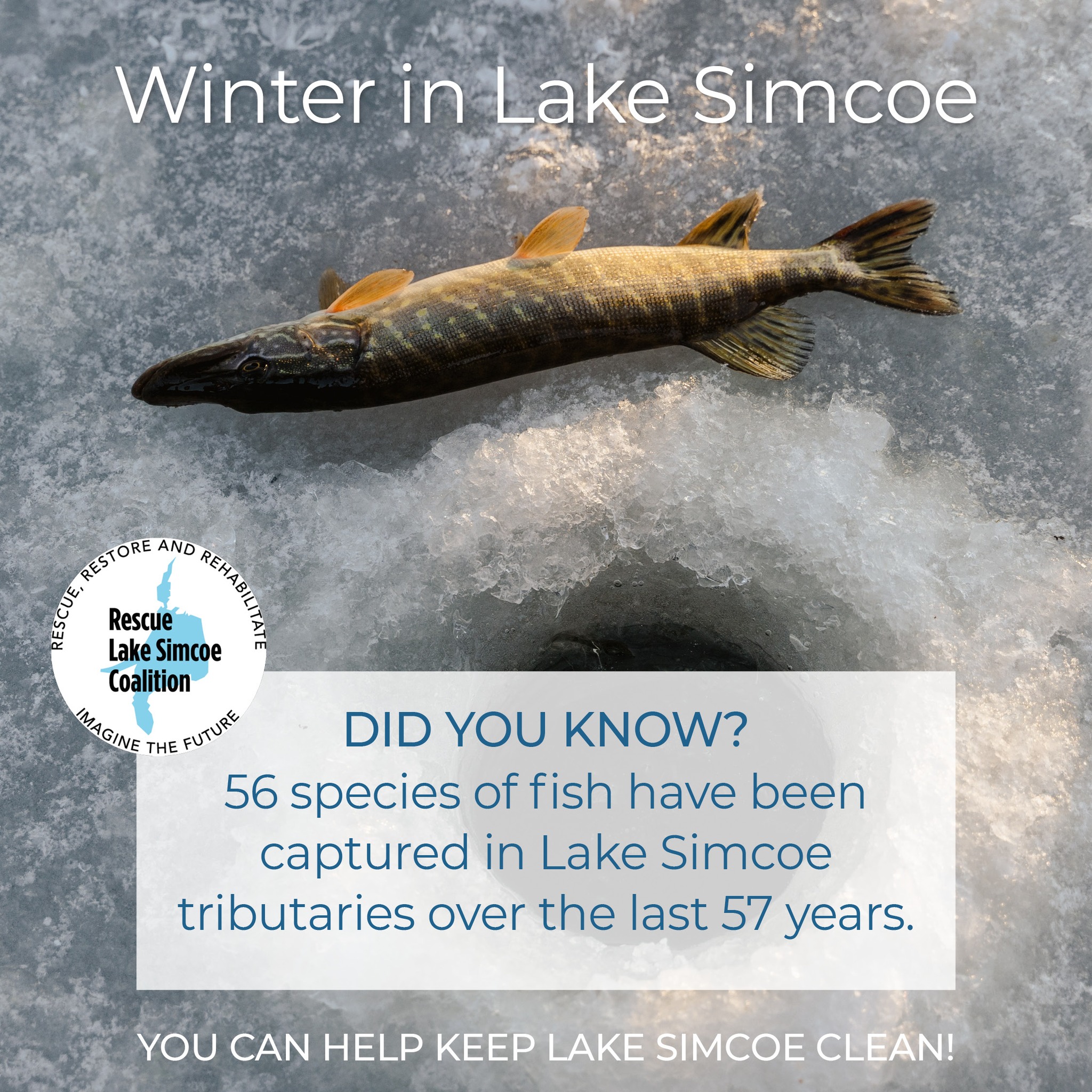 Rescue - The Lake Simcoe watershed will see rapid development of ...