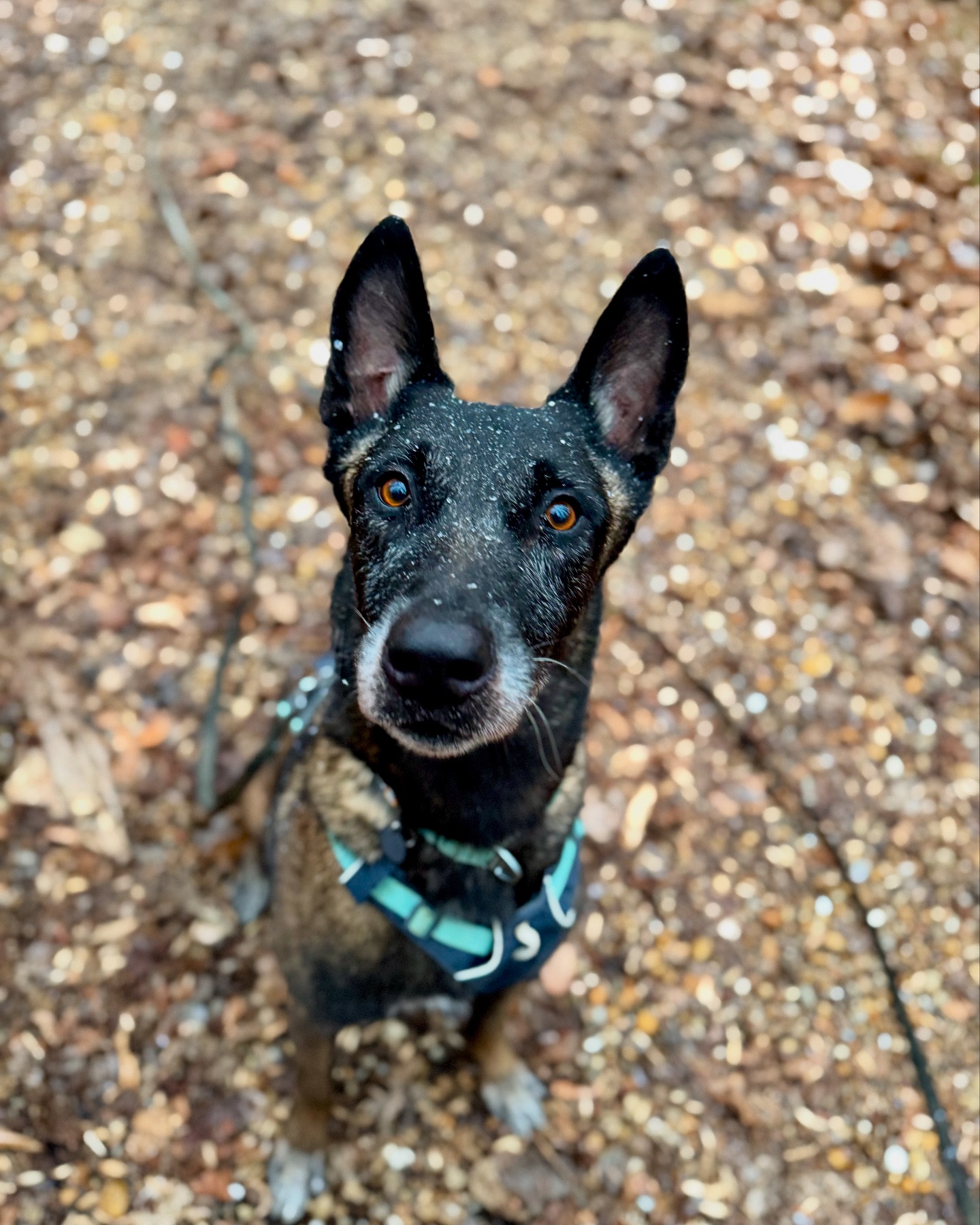 Malinois - Milo got his first little taste of snow yesterday when a ...