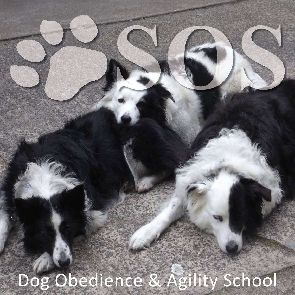 SOS Training Video- stage 2 Transitions - Advanced Level 1 | S.O.S Dog ...