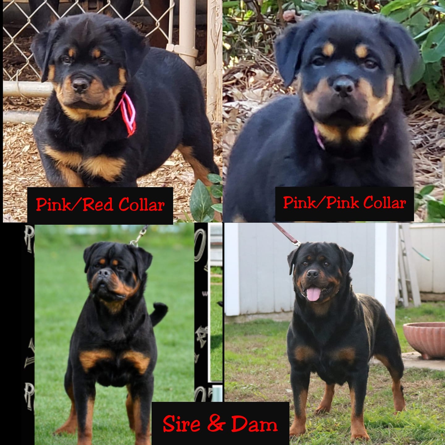 Ksb Bullys & Konnenstoltz Rottweilers | Marysville CA