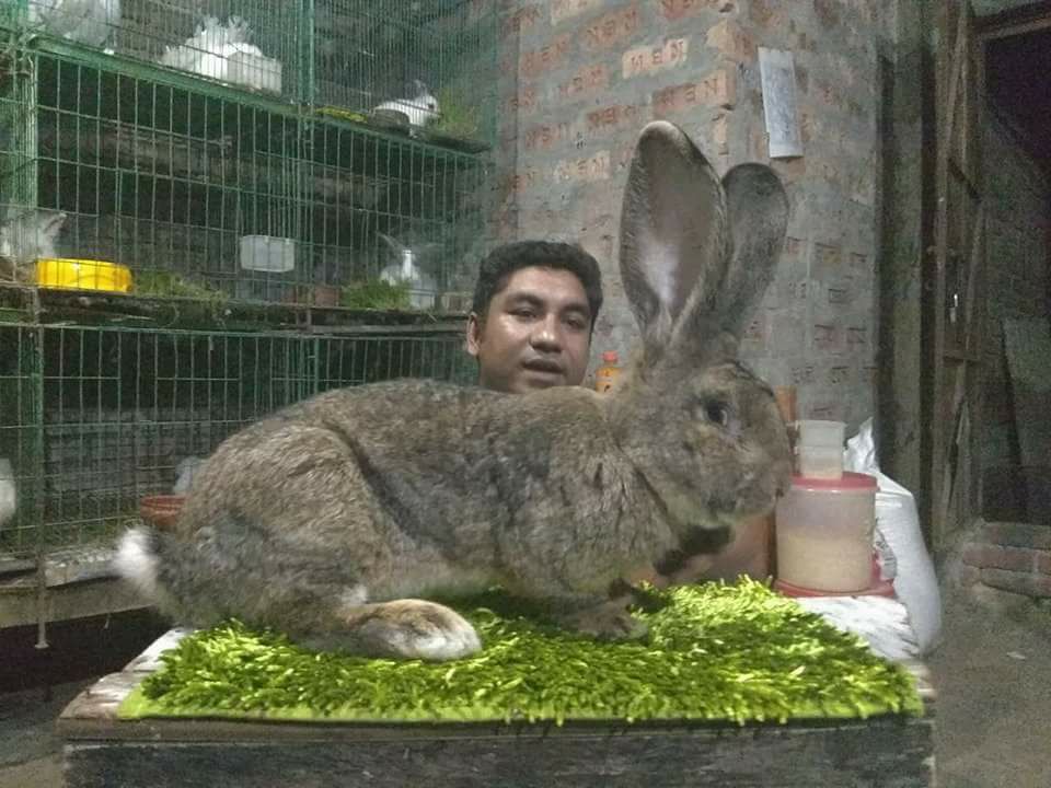 ST Rabbit Farm - দুই পদ্ধতিতে খরগোশ পালন করা যায়। একটি খাঁচায়, অন্যটি ...