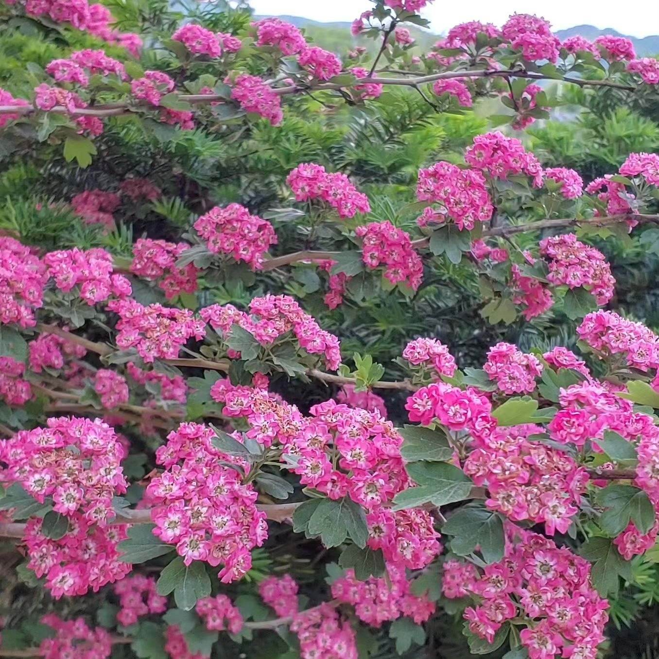 달맛햇복숭아농원 - 옥천 달맛햇복숭아농원 ... 홍화 산사나무꽃🌸_야광나무_동배 꽃💐..... | Facebook