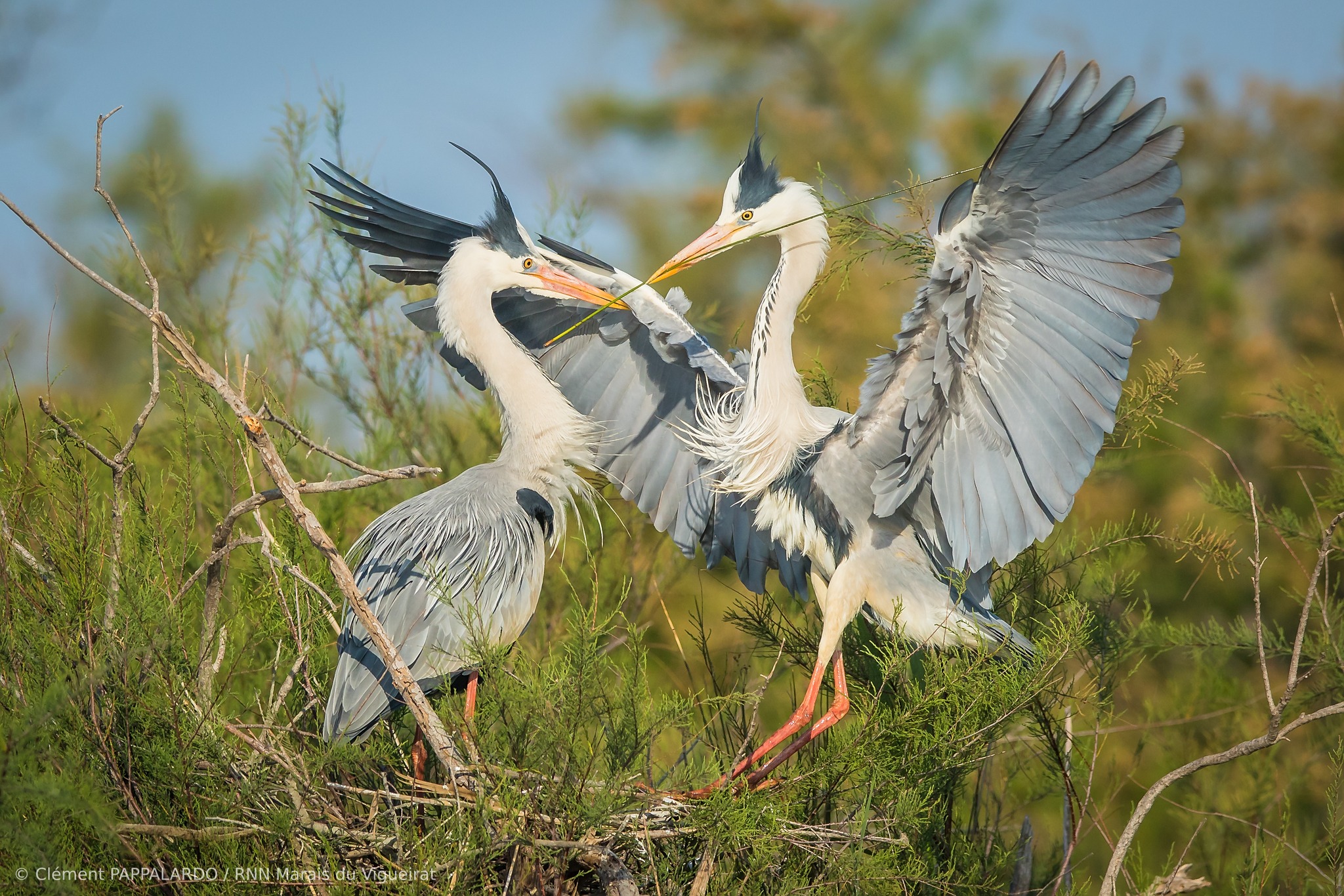 Réserve Naturelle Nationale Des Marais Du Vigueirat Avis