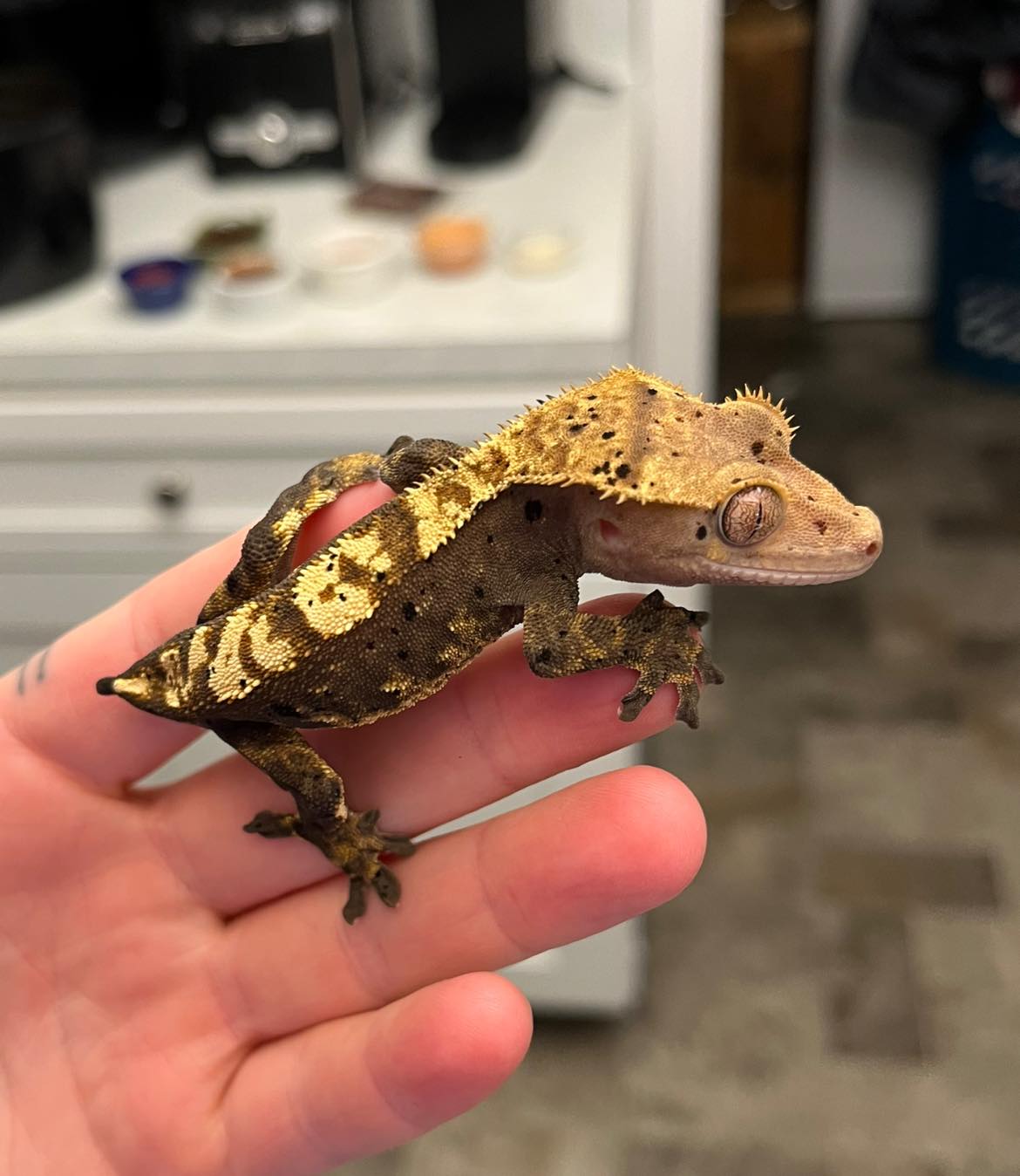 What are some cool DIY enclosure ideas for a crestie?