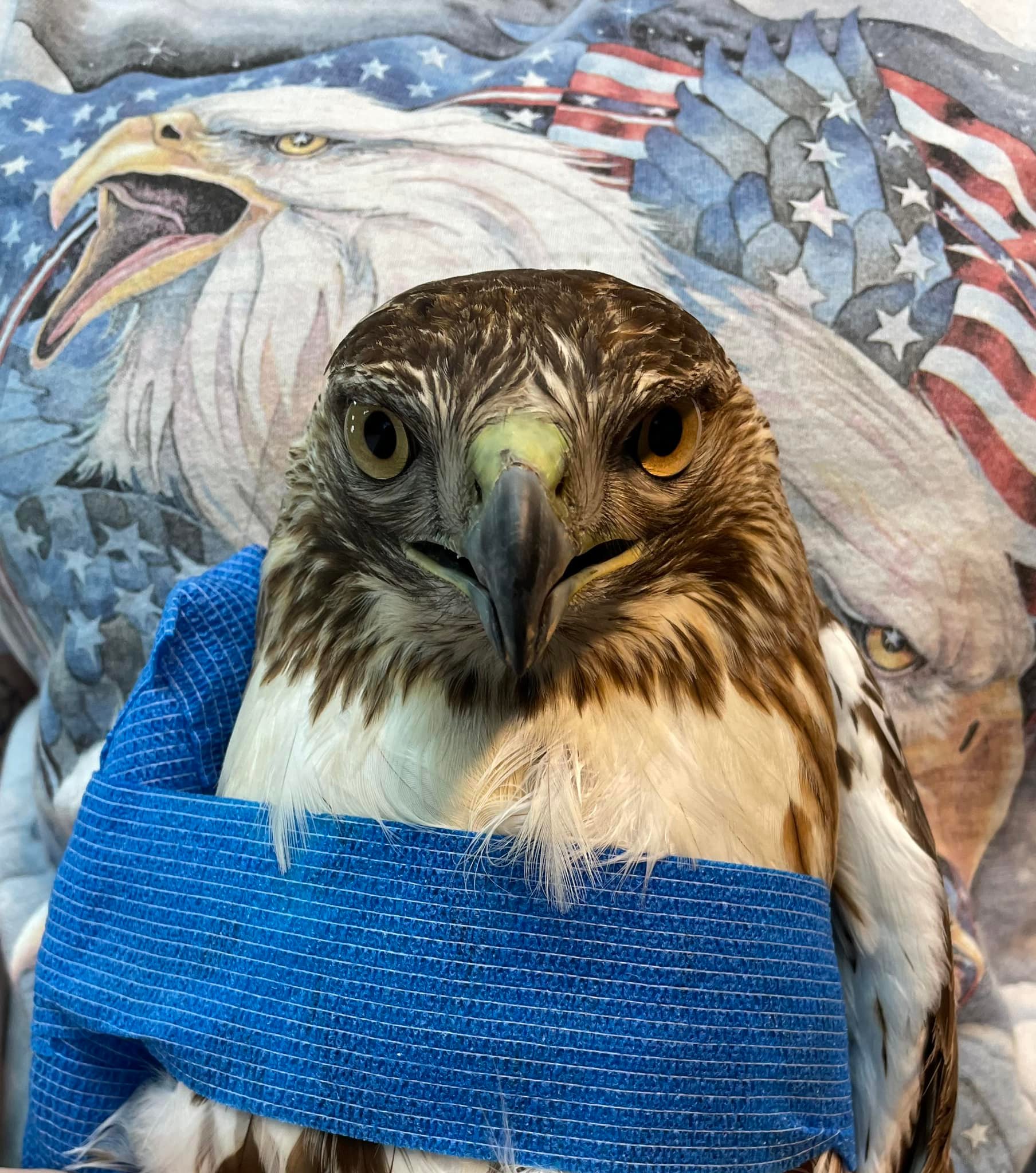 🚨Warning..Graphic... - Raptor Rehabilitation of Kentucky Inc | Facebook