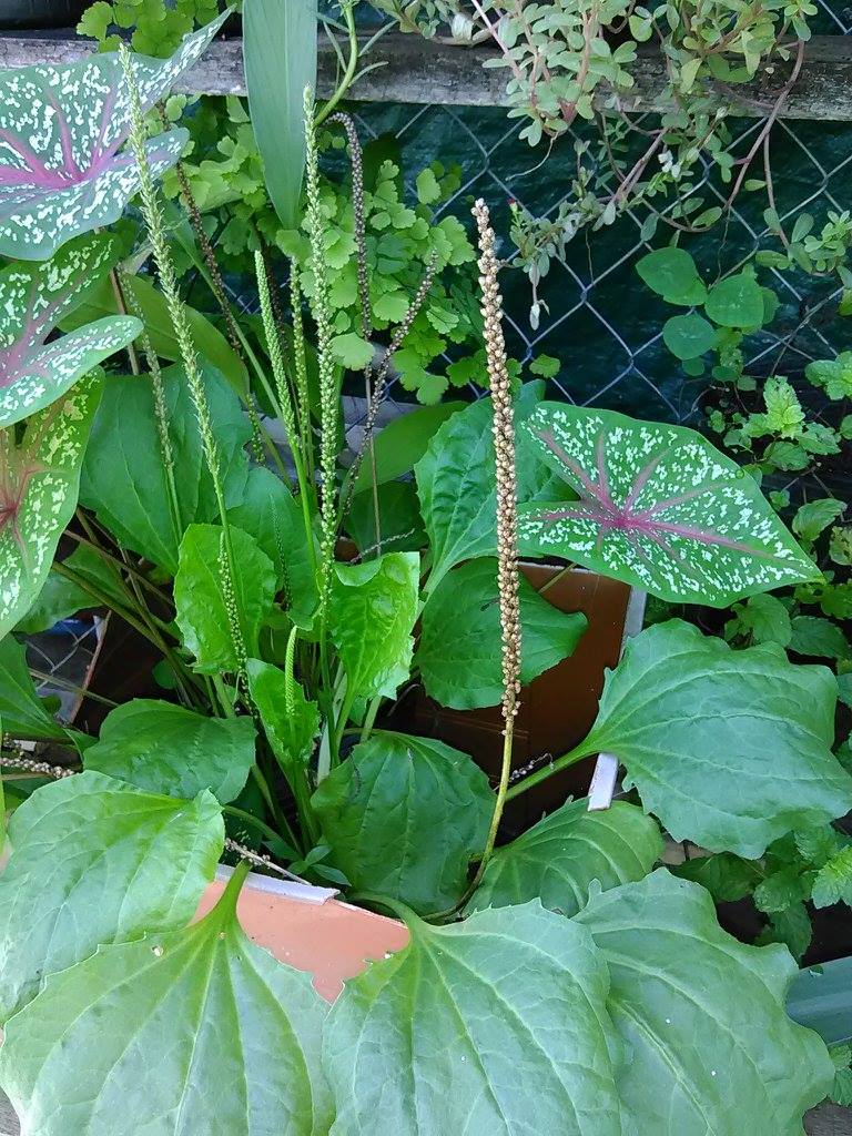Numasa Wellness Resource Center | Belmopan