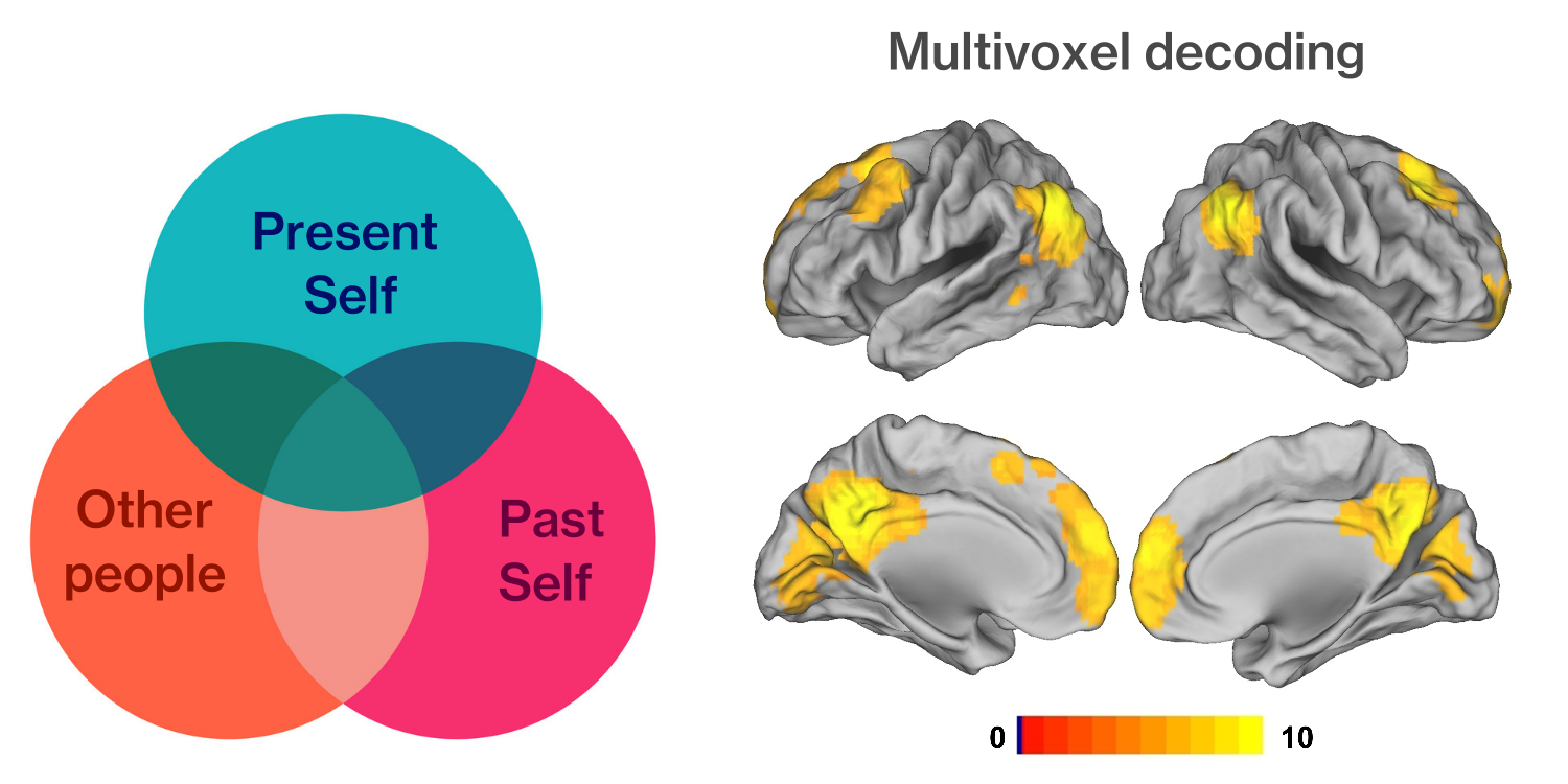 MRC - How are different neural networks of the brain involved in self ...
