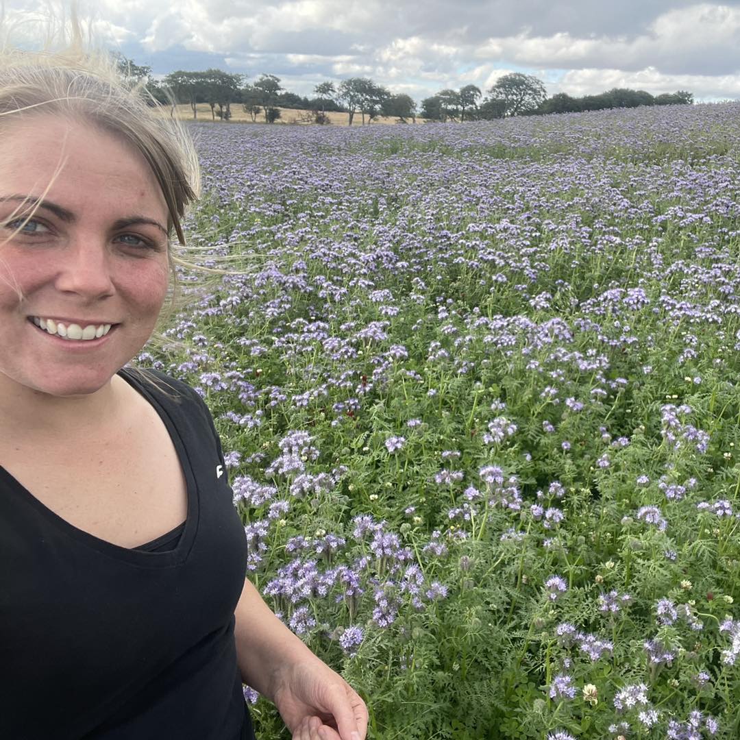 Ardross Farm - Beautiful Phacelia You may have noticed... | Facebook