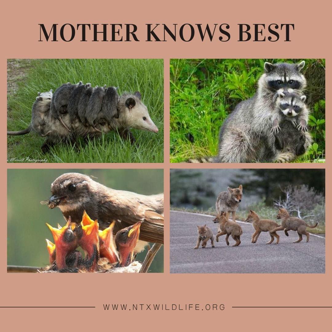 Happy Mother's Day! Did... - North Texas Wildlife Center