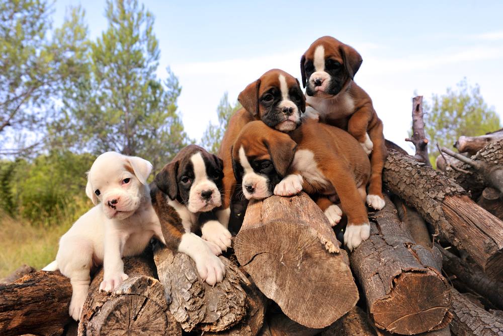 Boxer (Dog)