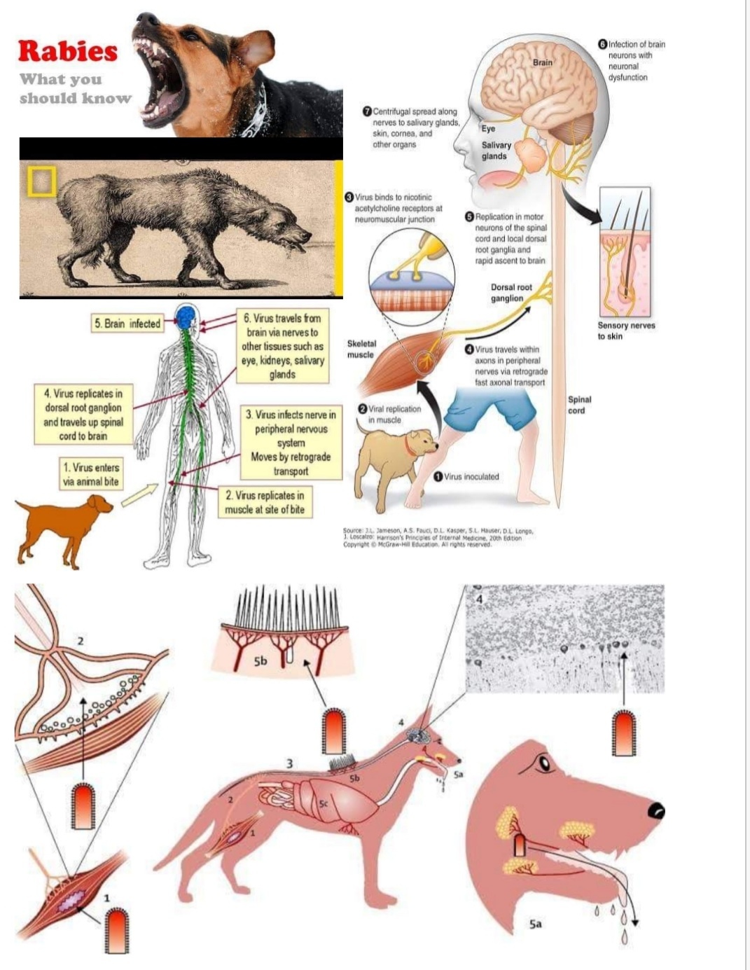 Dr - What is Rabies? Rabies is a viral disease that causes inflammation ...