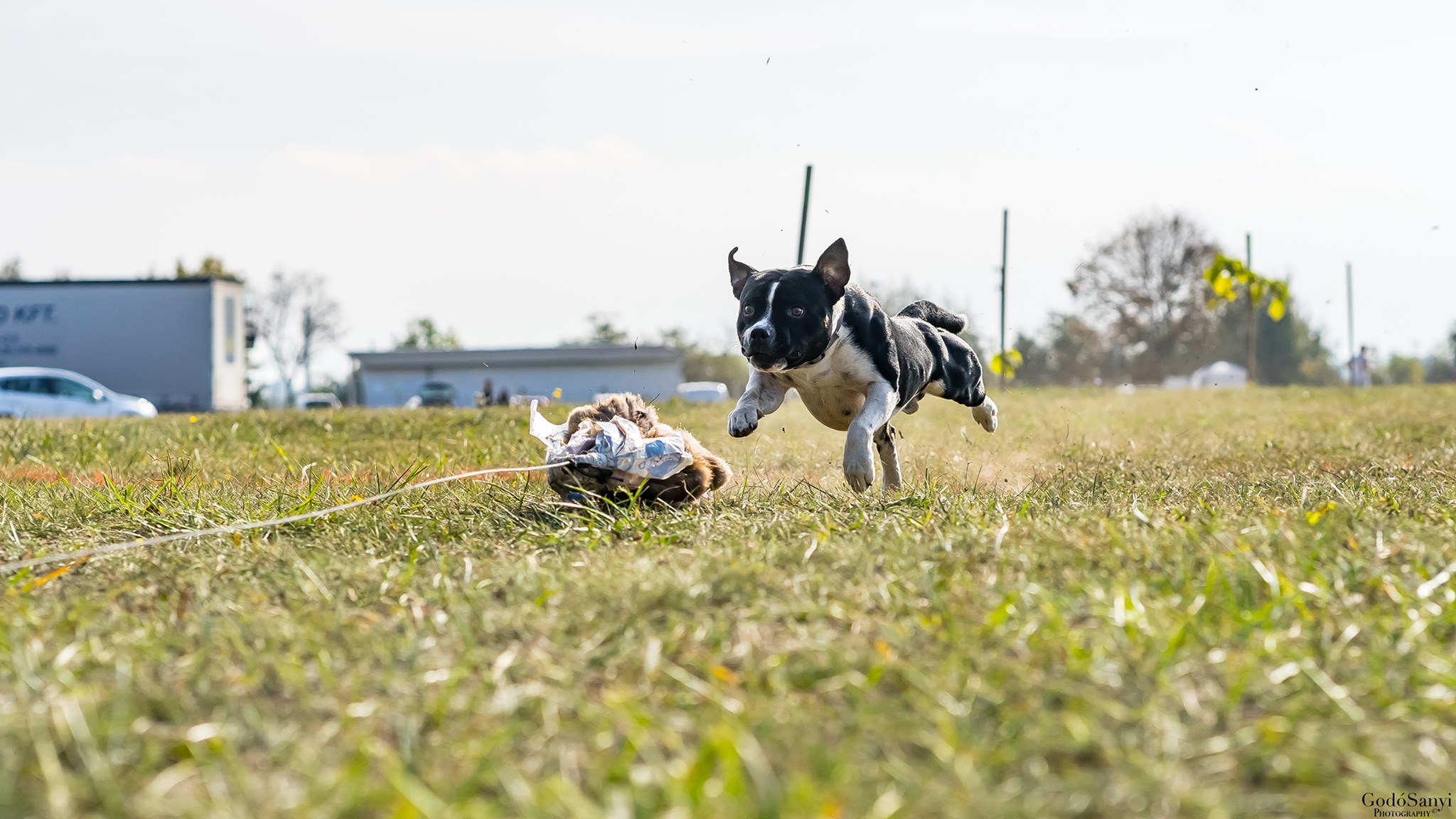 Staffordshire Bull Terrier Sporting Club Hungary