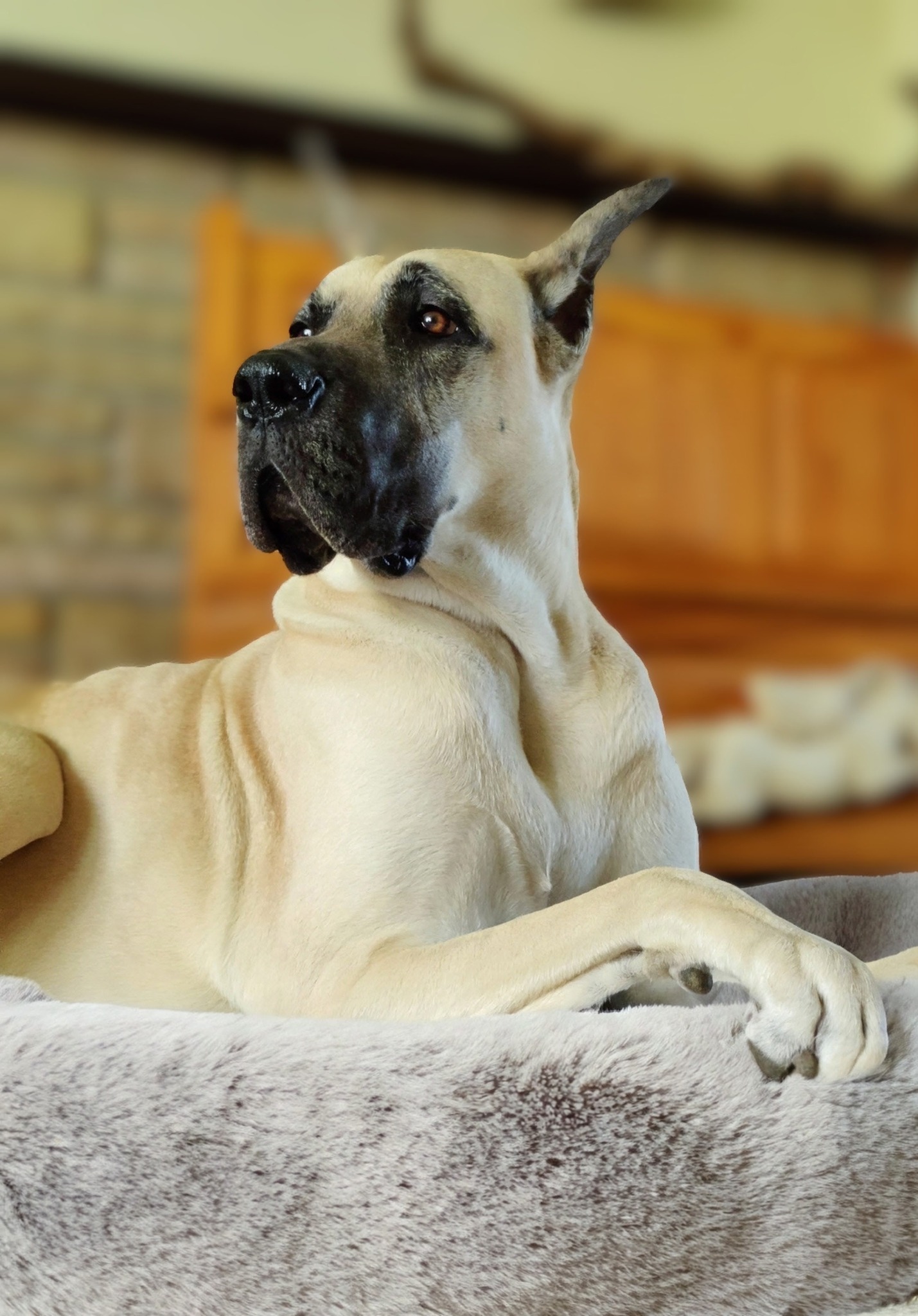 Dog Scammer List | I am asking if anyone has dealt with tiny paws ...