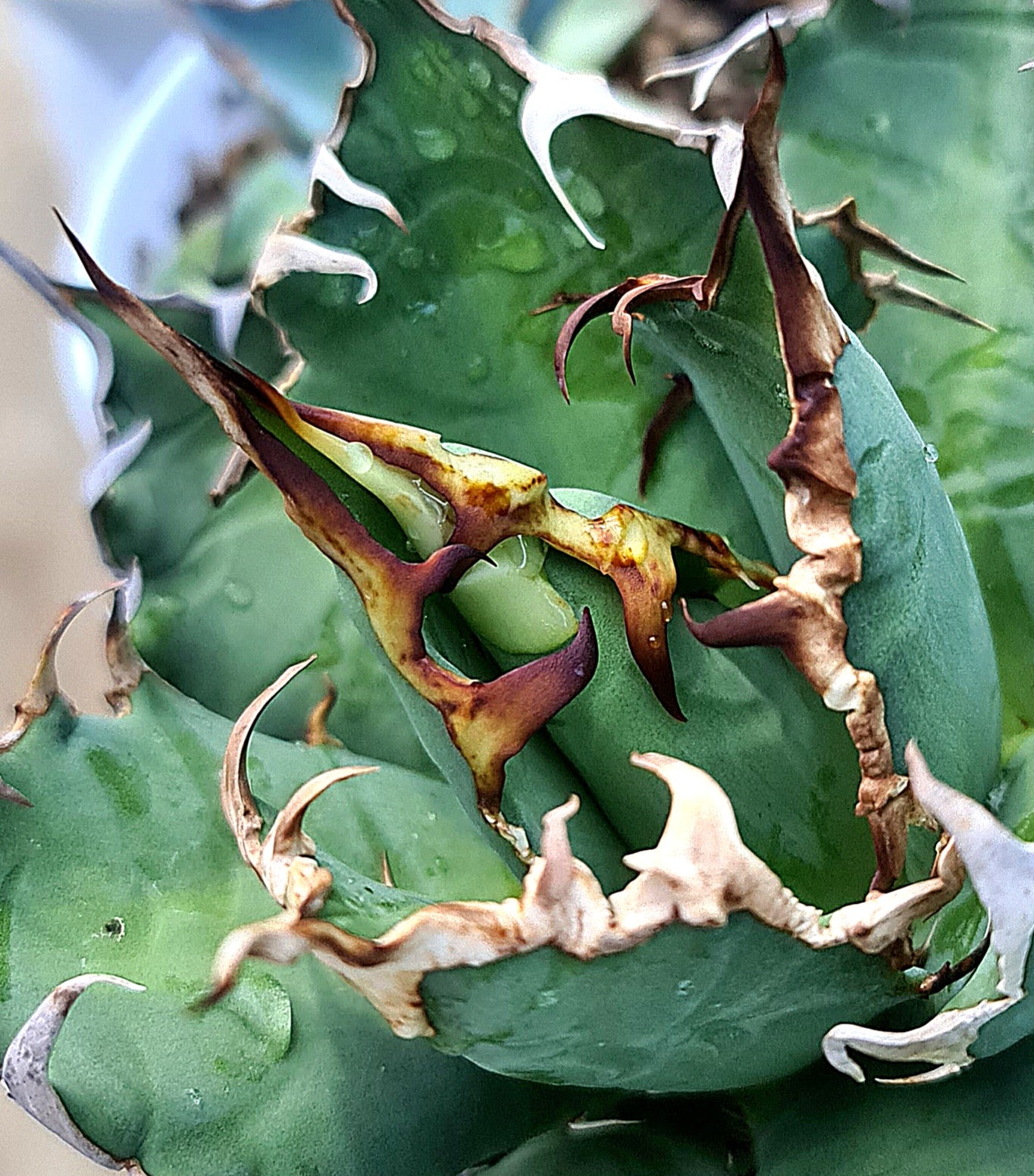 Agave Titanota 'Big Spine' #Baby