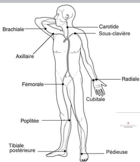 les-sites-de-prise-de-pouls-m-decine-g-n-rale