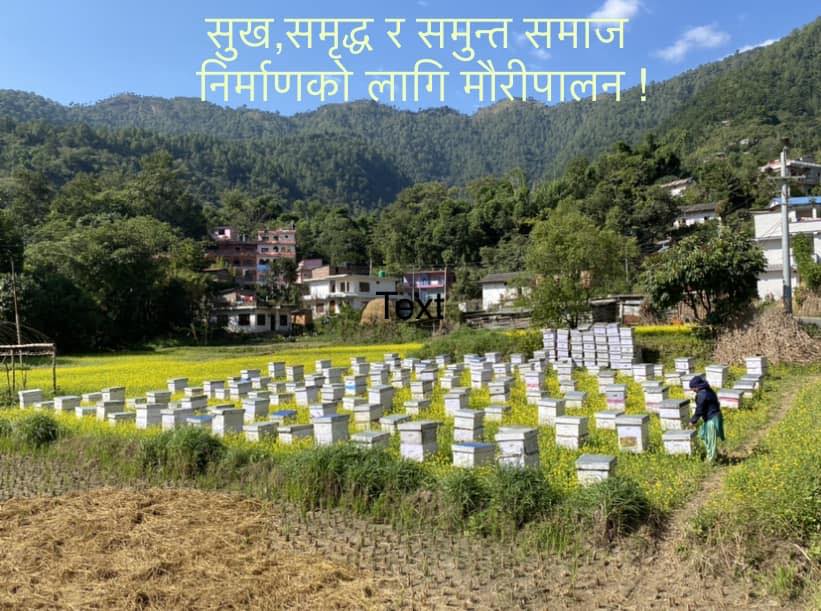 Hamro mauri palan samuha | Facebook
